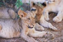 Löwenfamilie im Samburu NP